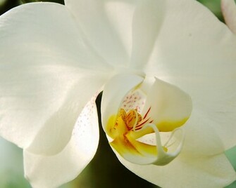 White Orchid Wallpaper