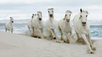 Beautiful White Horses Running In The Sand Of Beach