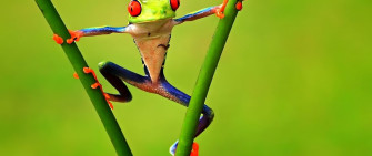 Beautiful Frog HD Wallpaper 4k Ultra Wide Tv