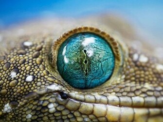 Snake Eye Wallpaper National Geographic Pictures