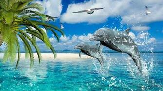 Dolphin Wallpaper Best
