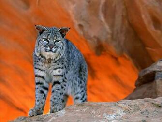 Wallpaper Sea Bobcat