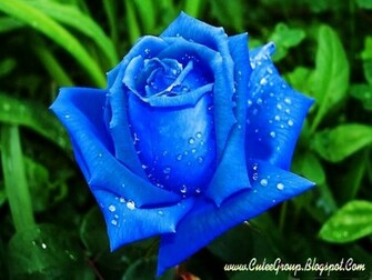 Blue Rose Wallpaper HD For Walls Mobile Phone Widescreen