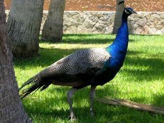 Peafowl Wallpaper First HD