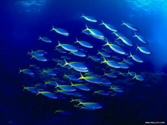 Blue Ocean Wallpaper Animals Wallpaper13 Wallcoo Net