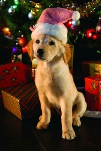 Carriewhite Image Santa Buddies HD Wallpaper And Background