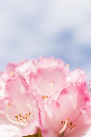 Flower Pictures HD Image