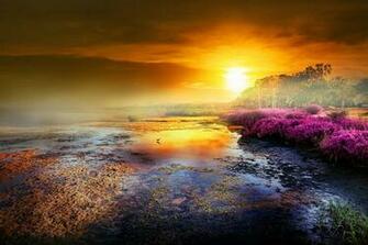 Plants Wetland Florida Beautiful Trees Magic Colors Sky