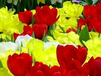 Indian Celebrity Zoon New Beautiful Flowers Wallpaper