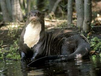 Otter Pictures Animal Wallpaper National Geographic
