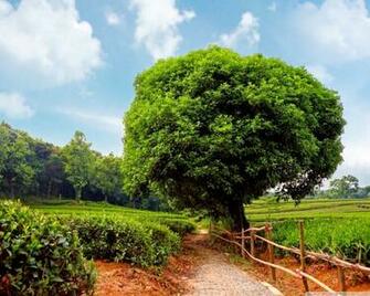 Tea Plantation 4k HD Desktop Wallpaper For Ultra Tv