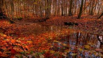Autumn Leaves Beautiful Forest Scene Foliage
