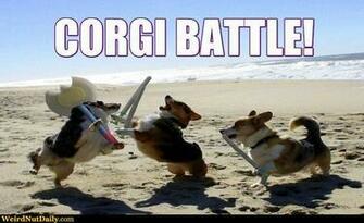 Three Corgis Using Swords On The Beach Corgi Battle