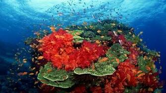Marine Life Wallpaper