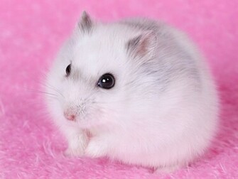 Hamster Wallpaper HD Early