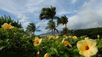 Yellow Hibiscus Wallpaper