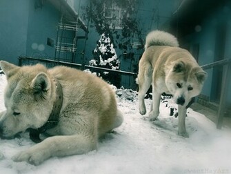 Akita Wallpaper