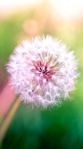Dandelion Flower iPhone Wallpaper Mobile9