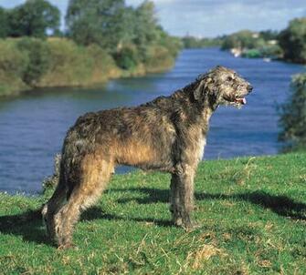Irish Wolfhound Wallpaper HD