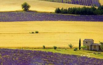 Provence Wallpaper
