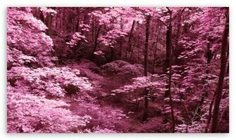 Pink Trees Wallpaper