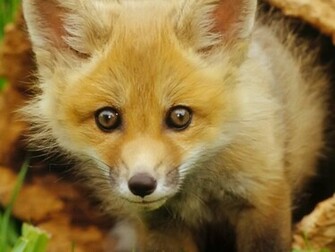 Top Desktop Fox Wallpaper HD Close Up Red Jpg