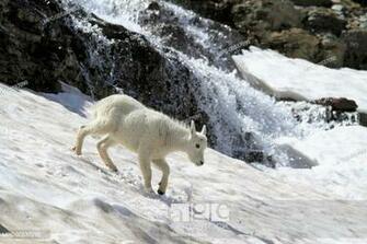 Mountain Goat Oreamnos Americanus Kid On Snowfield With Runoff