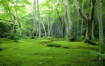 Green Forest Wallpaper Stock Photos