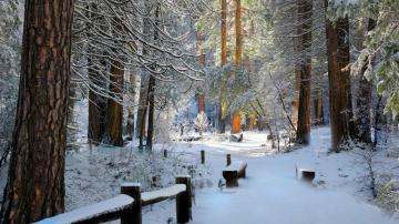 Winter Forest 8k Ultra HD Wallpaper Background Image