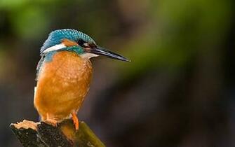 Kingfisher Computer Wallpaper Desktop Background