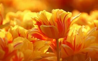 Wallpaper Tulips Orange Computer