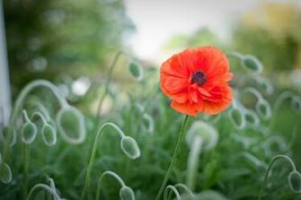 Beautiful Red Poppy HD Desktop Wallpaper