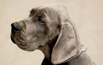 Weimaraner Wallpaper