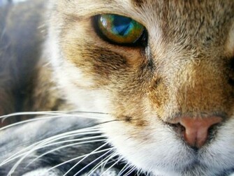 Window HD Wallpaper Animal
