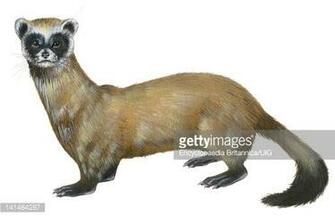 Title Black Footed Ferret Caption Mustela Nigripes