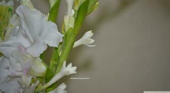 Tuberose HD Wallpaper Turret