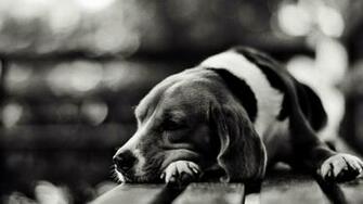 Category Animals HD Wallpaper Subcategory Dogs