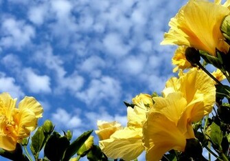 To Wallpaper Just Right Click On Pictures And Select Save