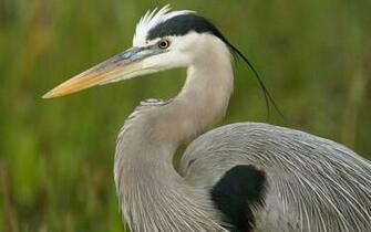 Great Blue Heron Wallpaper