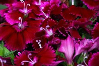 Dianthus Macro Flowers Nature Pictures By Forestwander