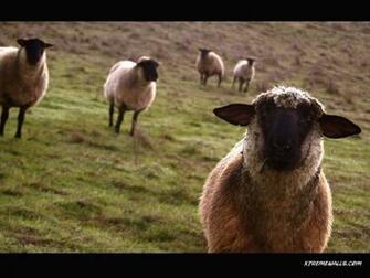Animals Farm Wallpaper Info The Is Resized To Fit