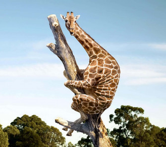 Cute Giraffe Image Wallpaper