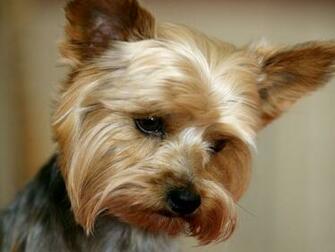 Desktop Wallpaper Gallery Animals Yorkshire Terrier
