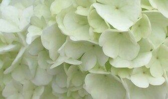 Hydrangea Background Jpg