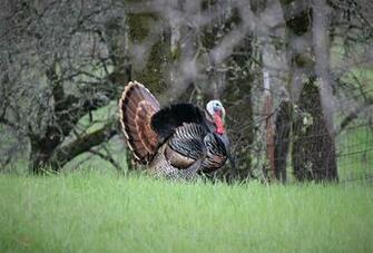 Nwtf Wallpaper Top Background