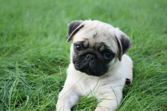 Soil Pugs Cute Pug Puppies Dog Things