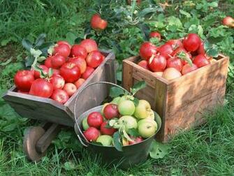 Photography Apples On Tree Fresh No Wallpaper
