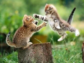 Beautiful Cats Wallpaper