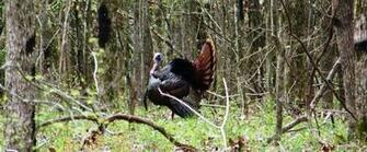 Turkey Hunting Wallpaper Spring Season