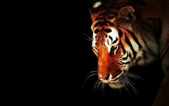 Design Desktop HD Pictures Of A Female Lion